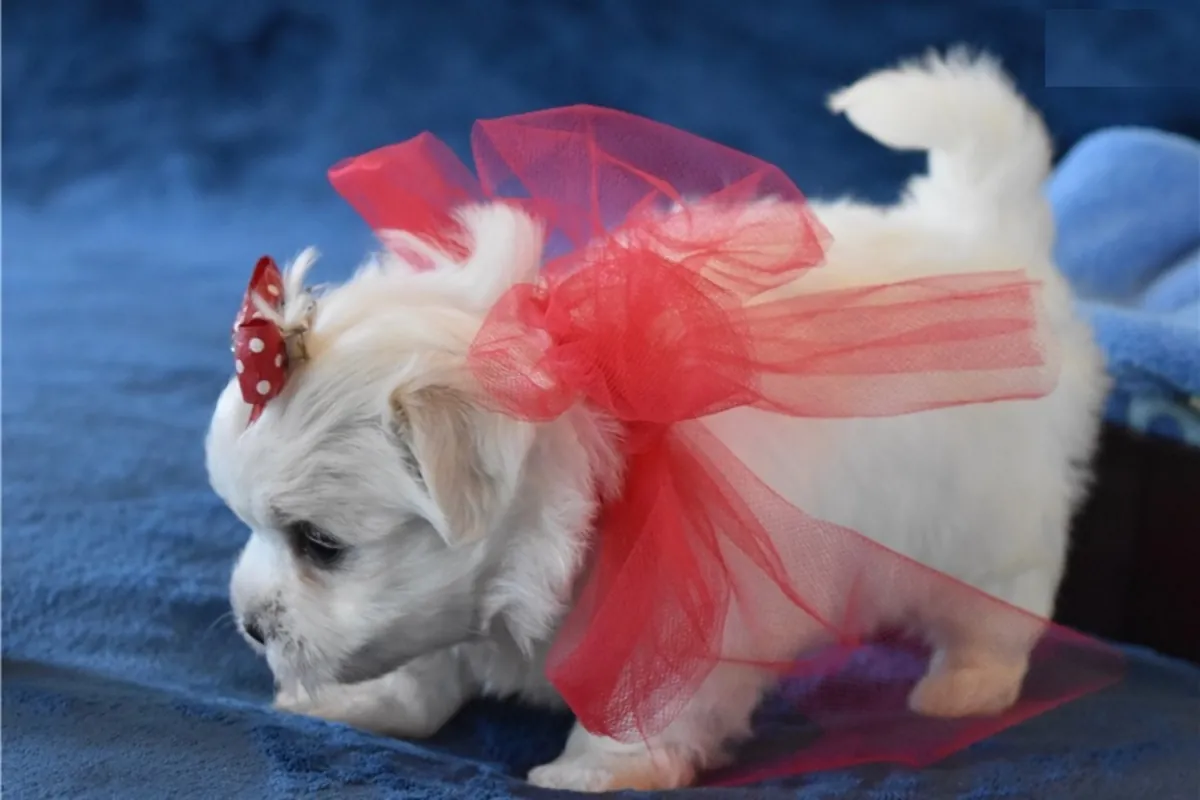 cachorritos de Bichon Maltes de Pura Raza