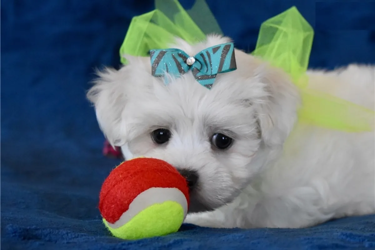cachorritos de Bichon Maltes de Pura Raza