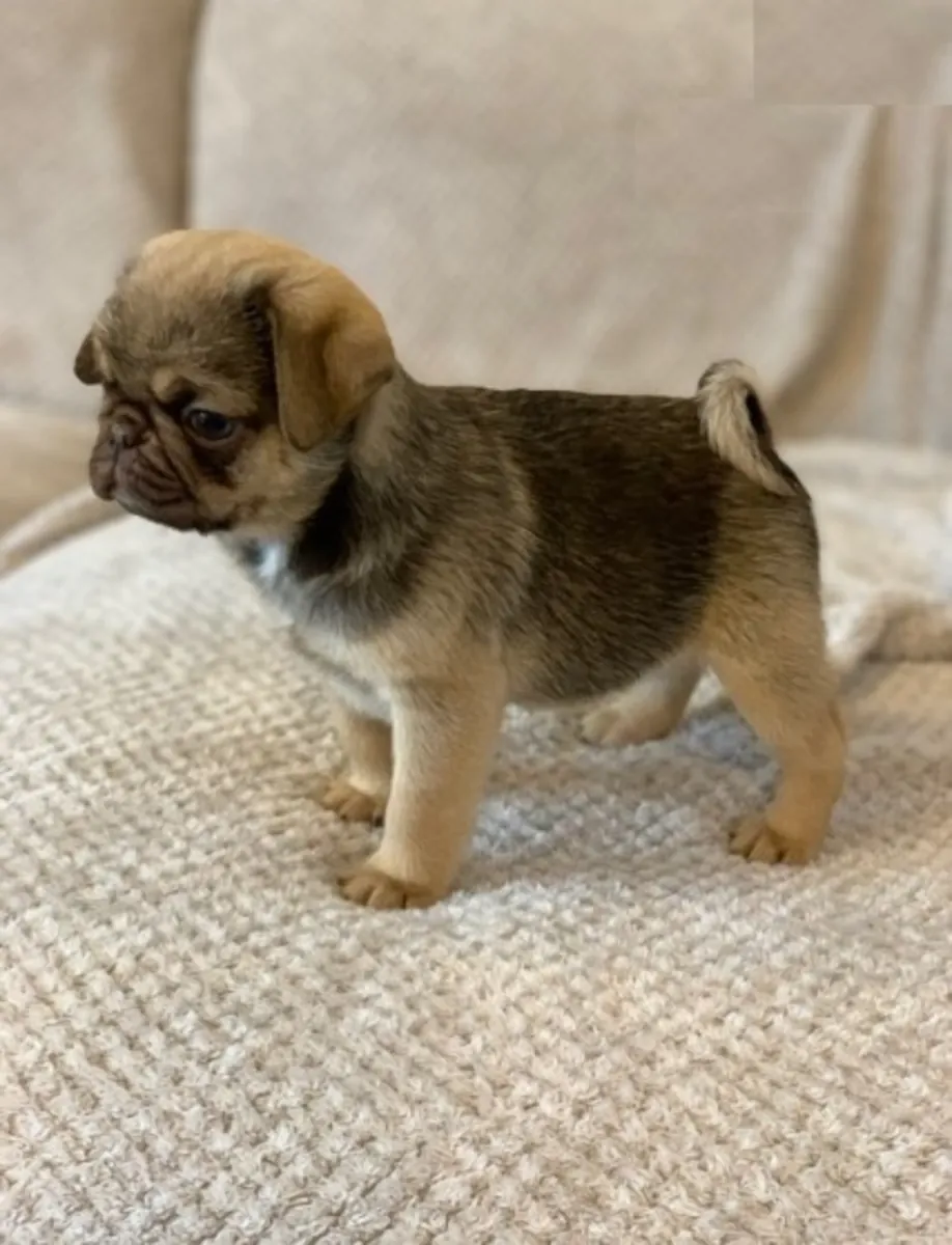 chiots carlin