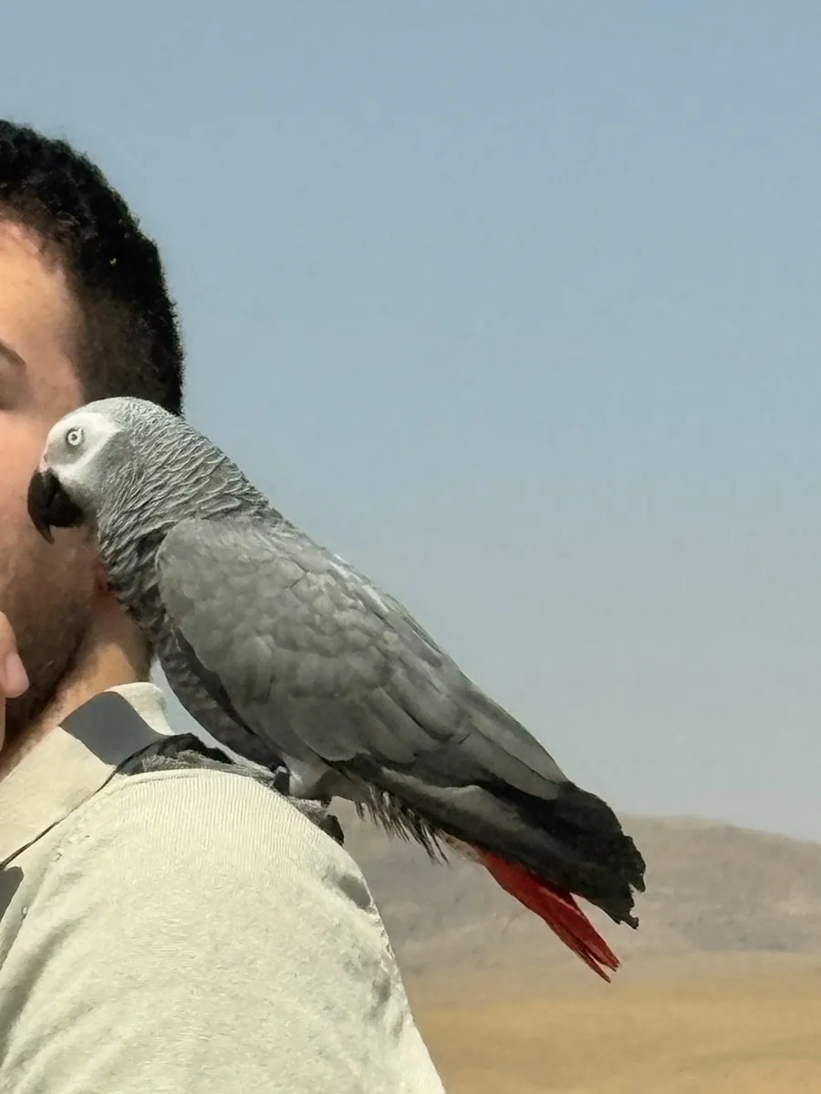 Perroquet gris d'Afrique perdu (Şebo) Keçiören / Ankara