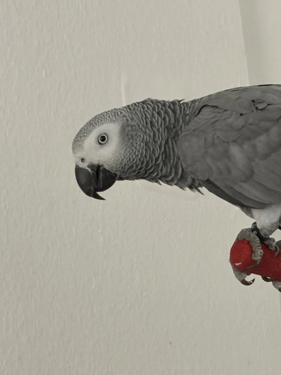 Perroquet gris d'Afrique perdu (Şebo) Keçiören / Ankara