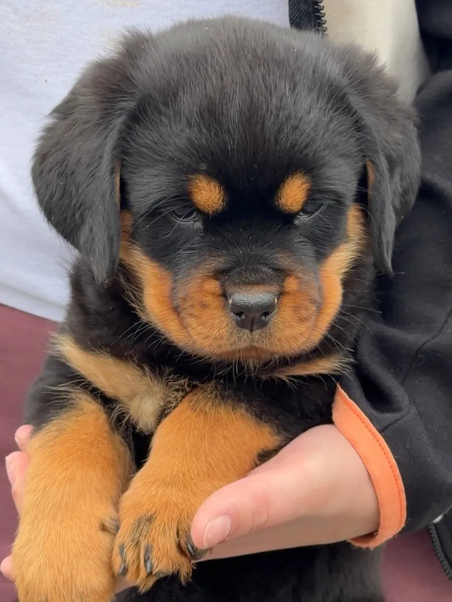 Rottweiler élevé à la maison