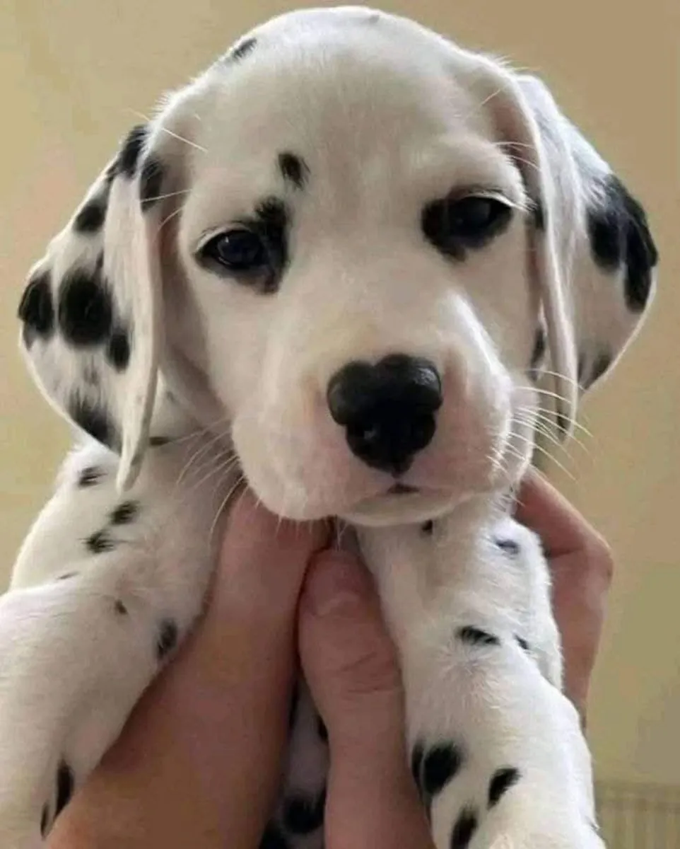 Hermosos cachorros dálmatas