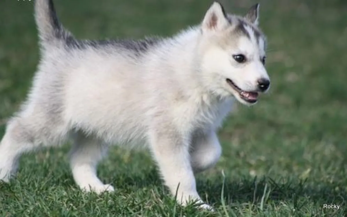 Cachorros de husky siberiano con pedigrí