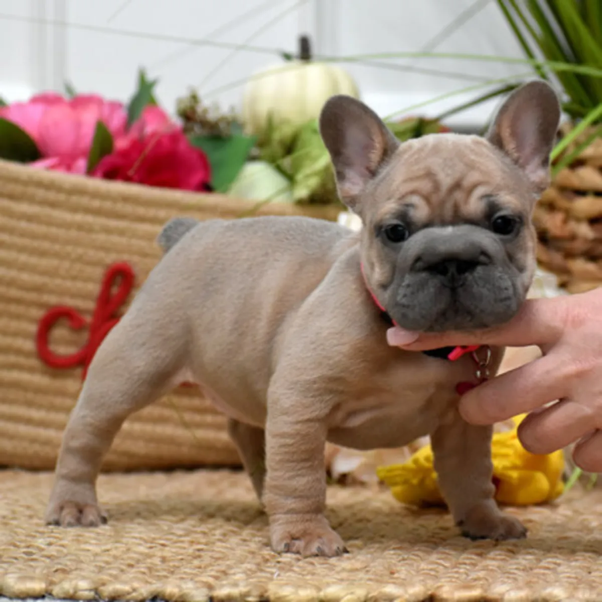 bulldogs français