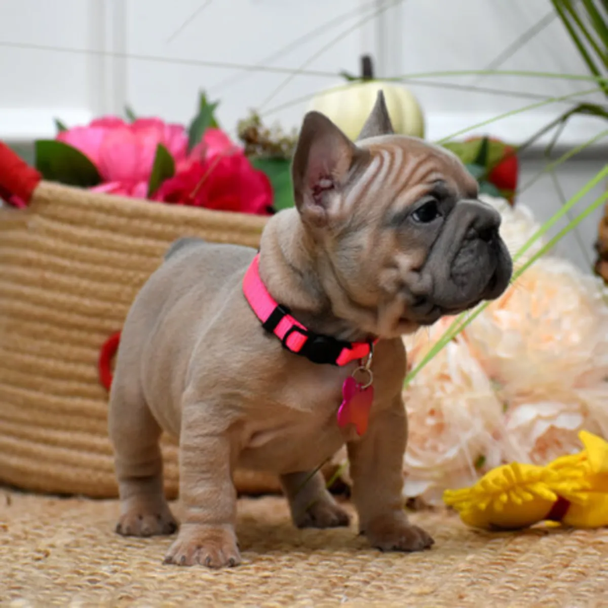 bulldogs français