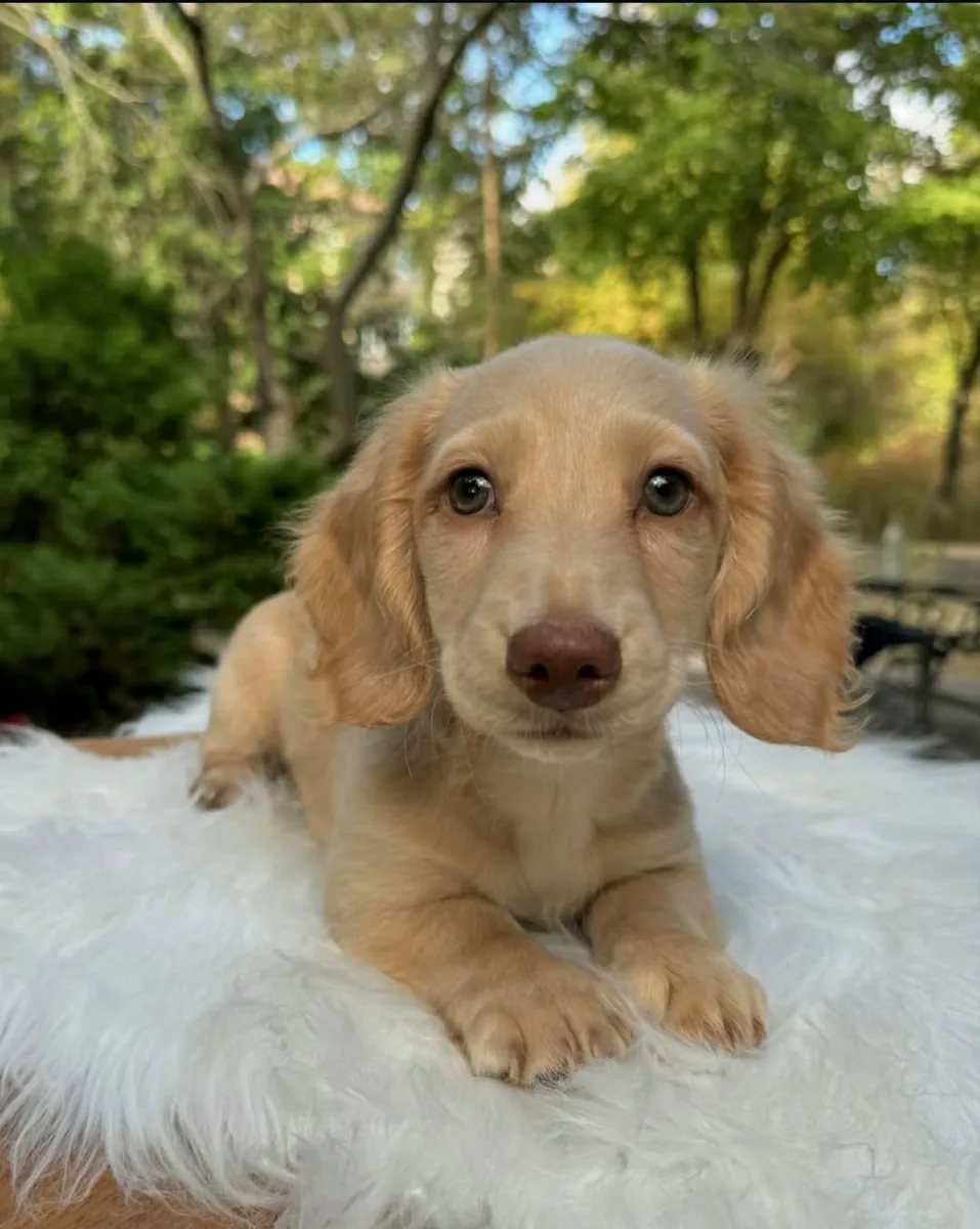 chiots teckels