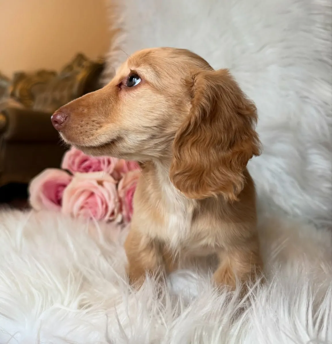 chiots teckels