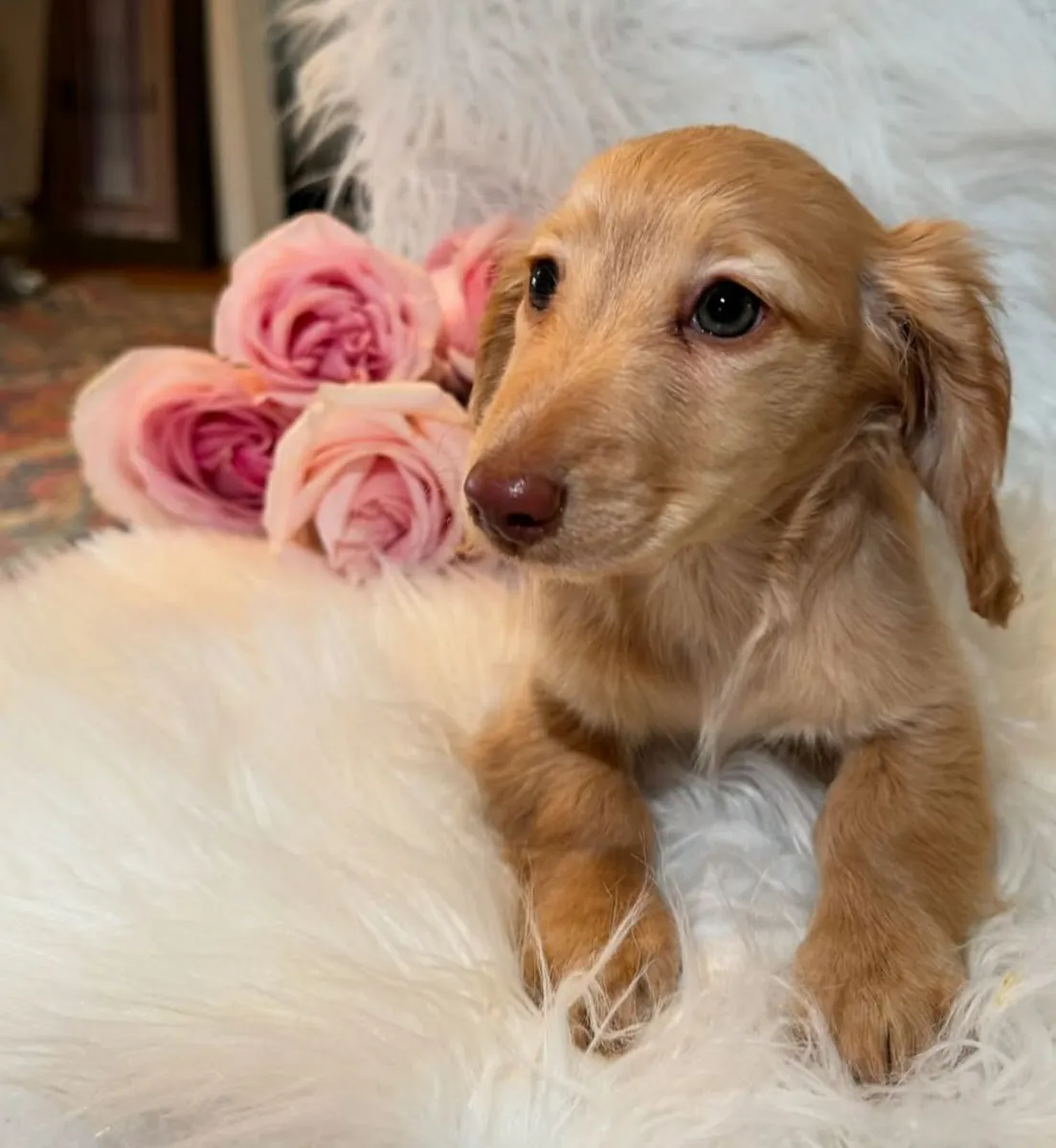 chiots teckels