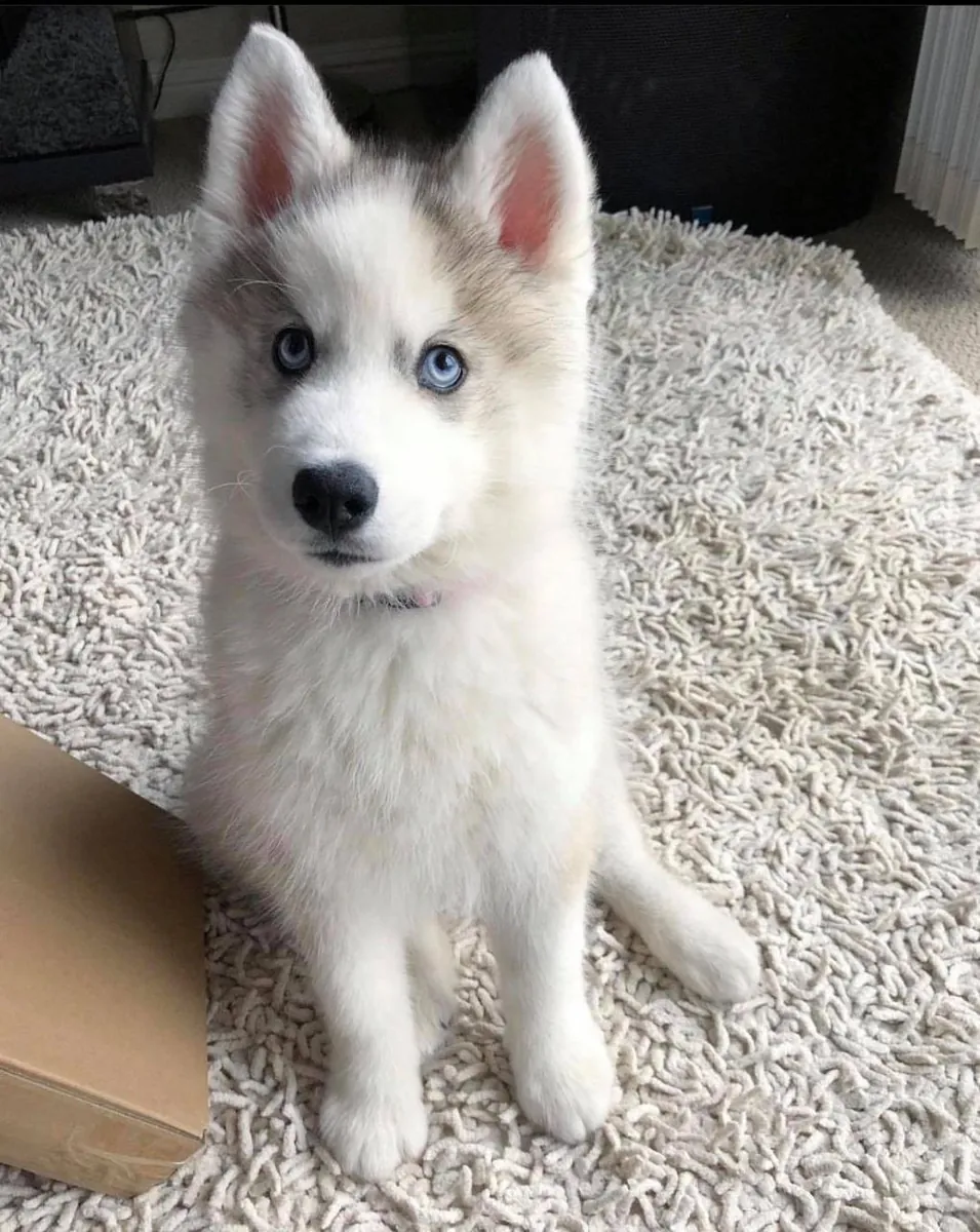 husky sibérien