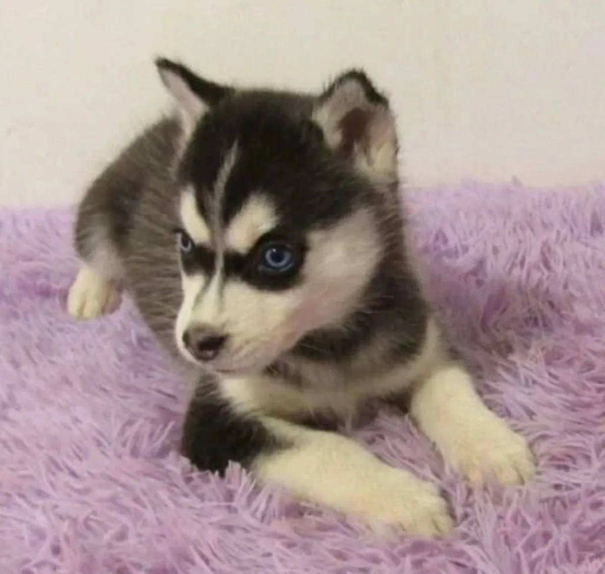 husky sibérien