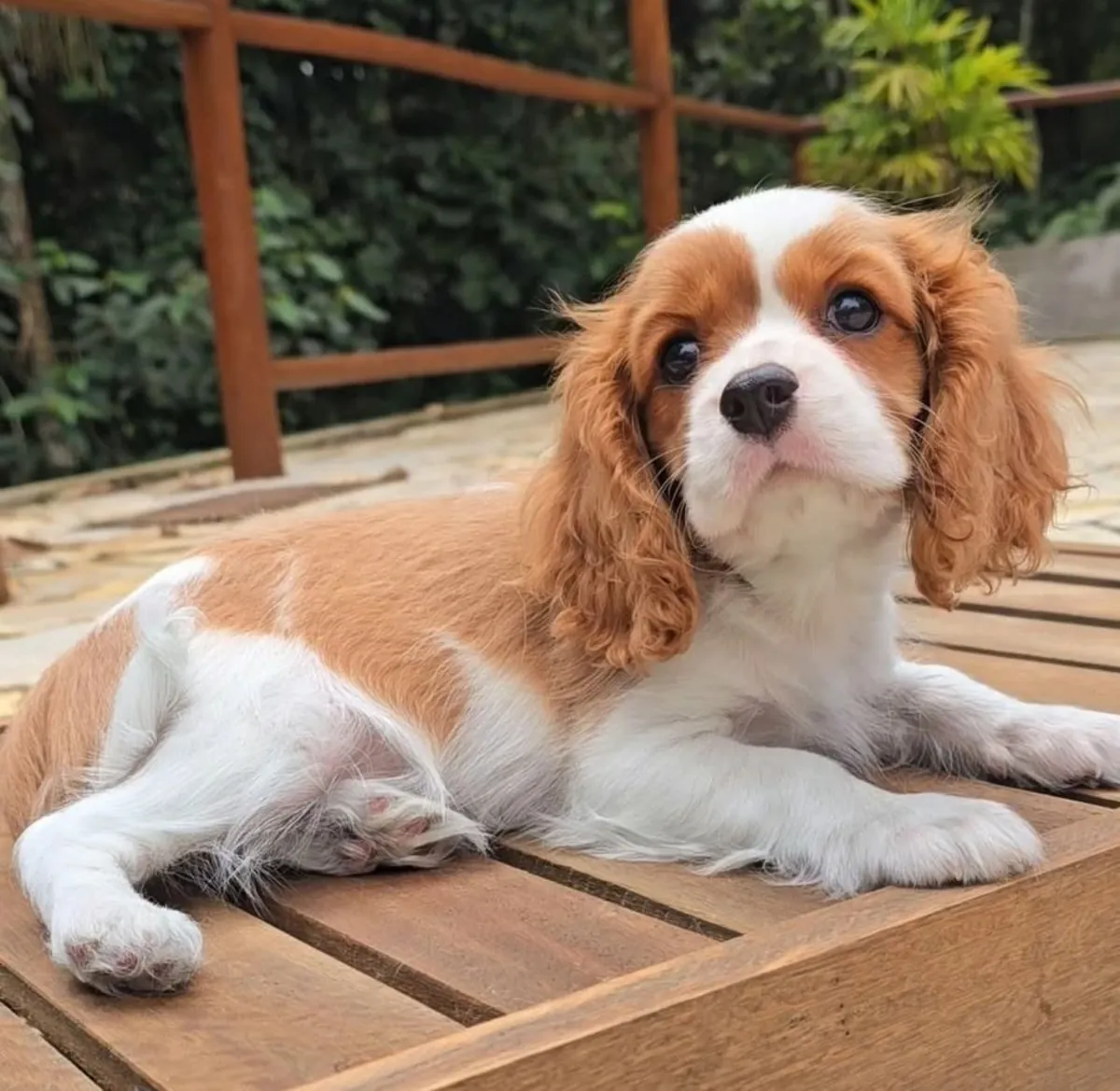 cavalier king charles spaniel
