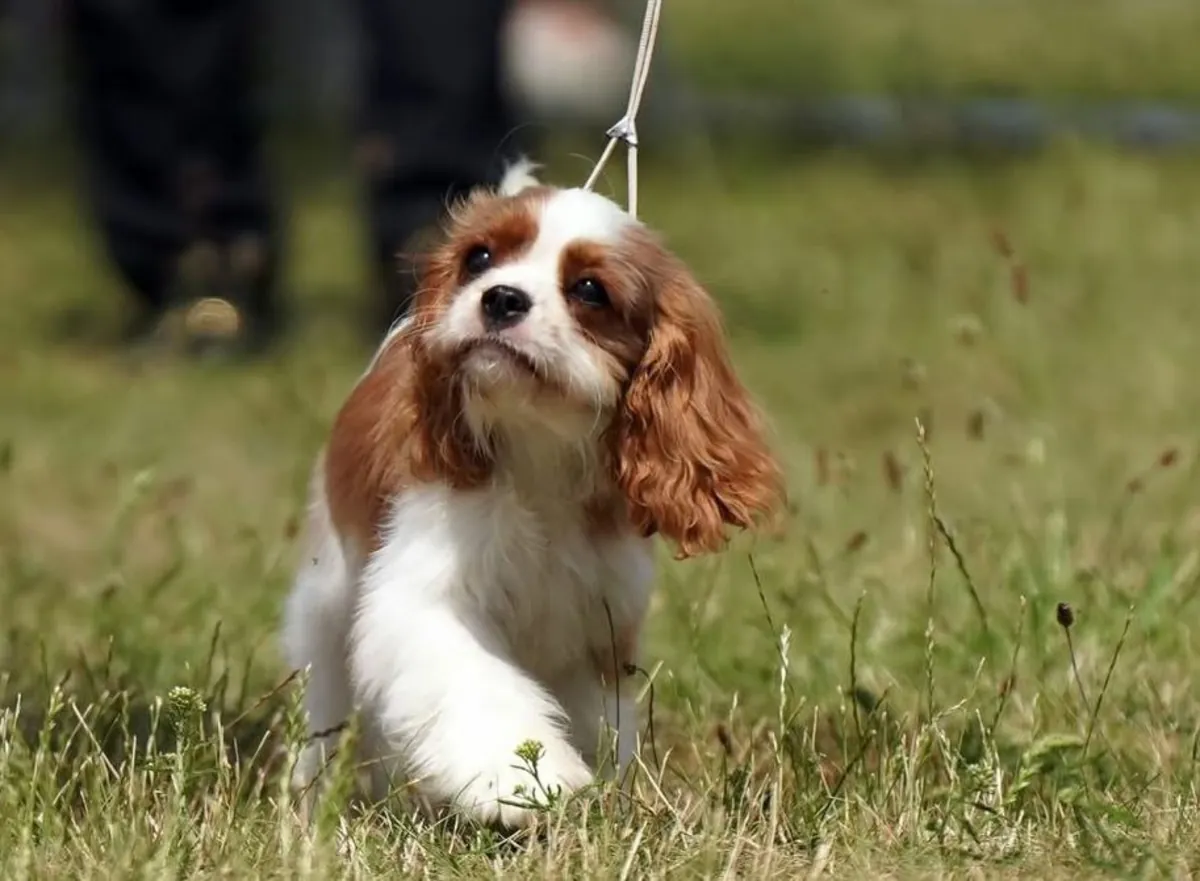 cavalier king charles spaniel