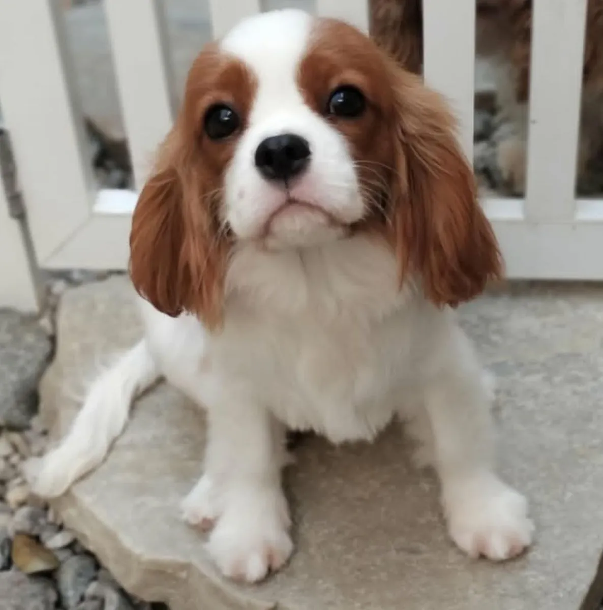 cavalier king charles spaniel