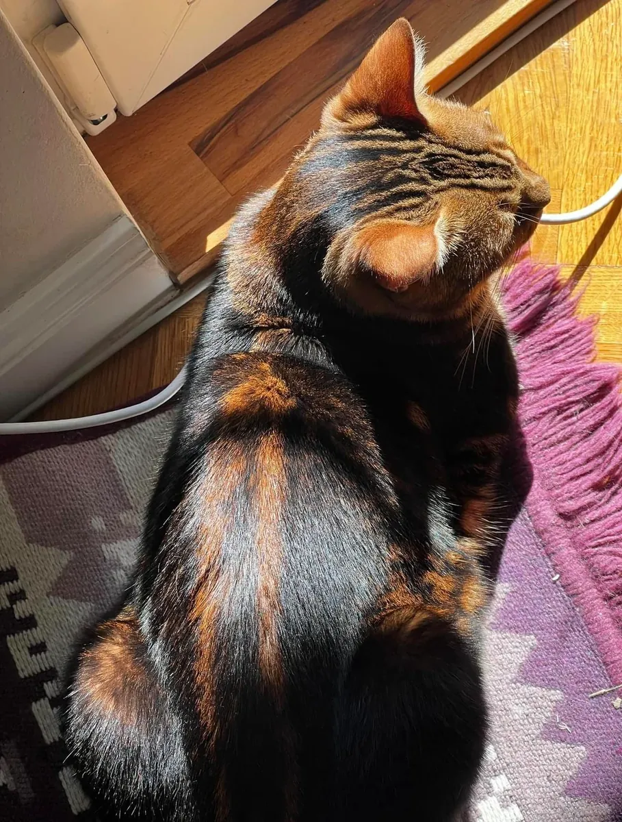 Ev ortamında büyümüş hareketli ama akıllı Bengal kedisi için yeni yuva