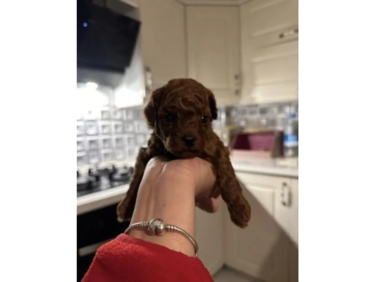 Ev ortamında büyümüş kahverengi poodle yavru