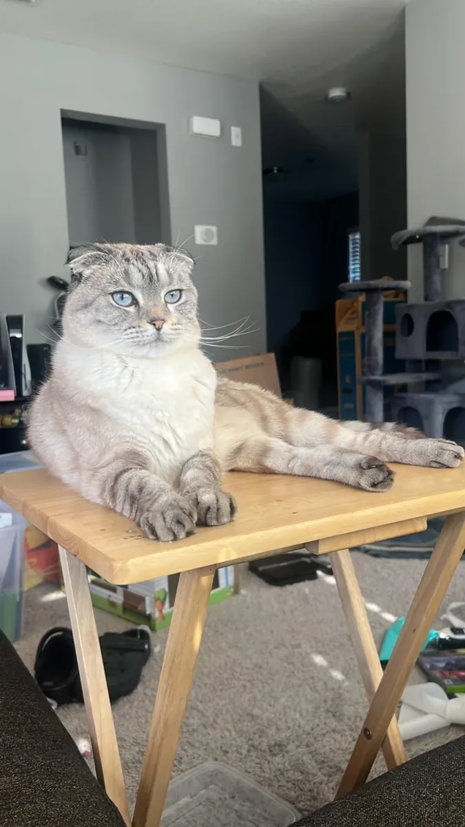 Sakin karakterli Scottish Fold dişi kedi için yeni yuva