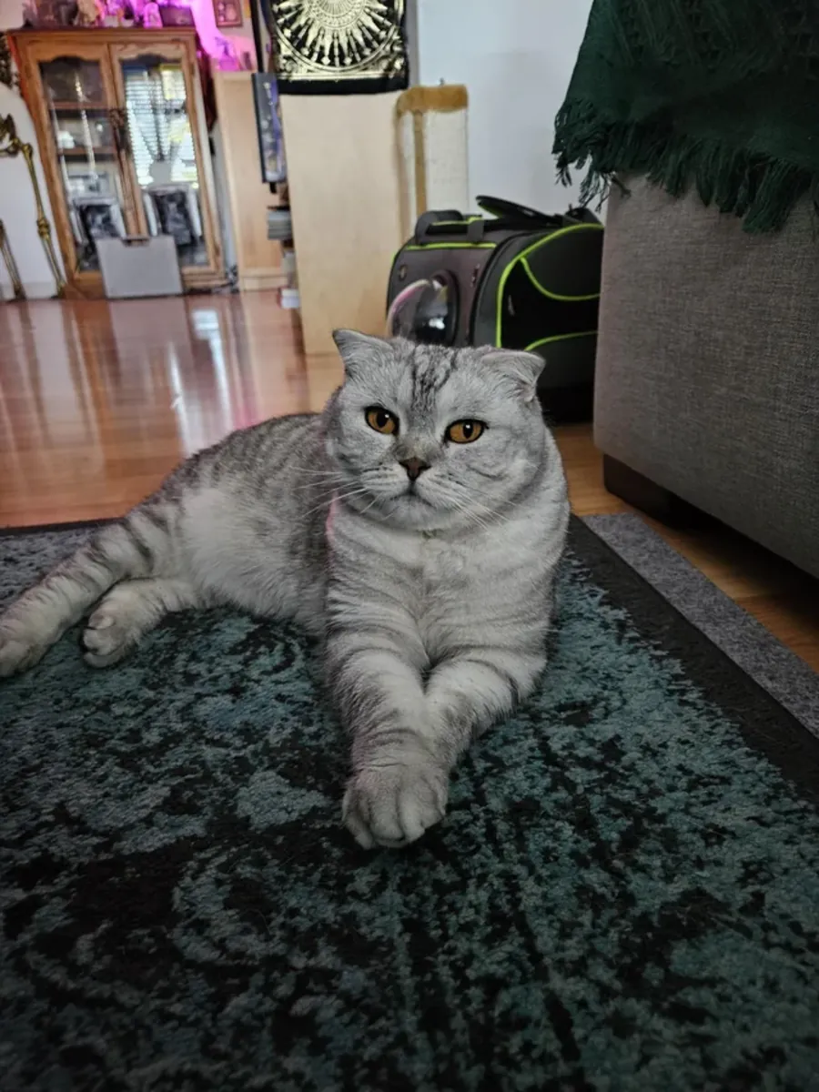 Sakin karakterli Scottish Fold dişi kedi için yeni yuva