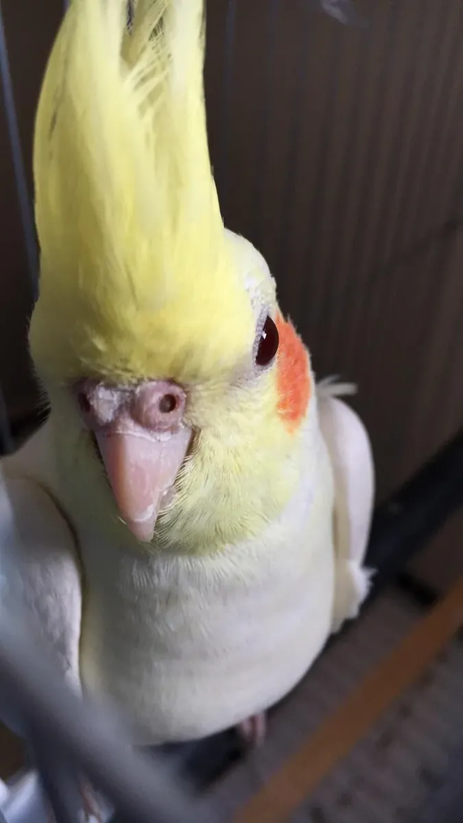 Ev ortamına alışık sultan papağanı sahiplendirme