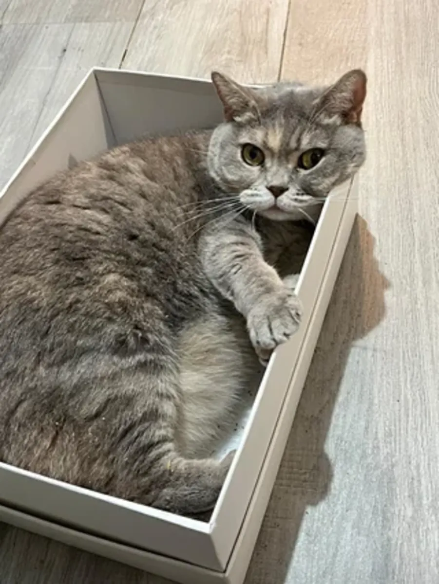 Evde büyümüş sakin karakterli British Shorthair