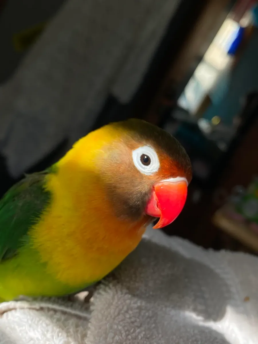 İnsanlara alışık cennet papağanı sahiplendirme