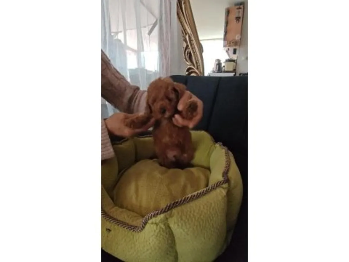 Ev ortamında büyümüş kahverengi poodle yavru