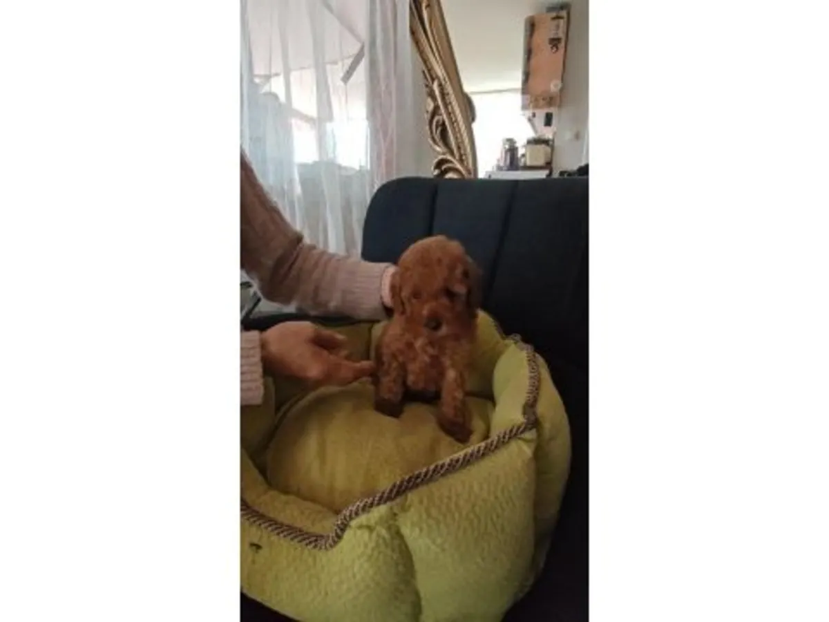 Ev ortamında büyümüş kahverengi poodle yavru