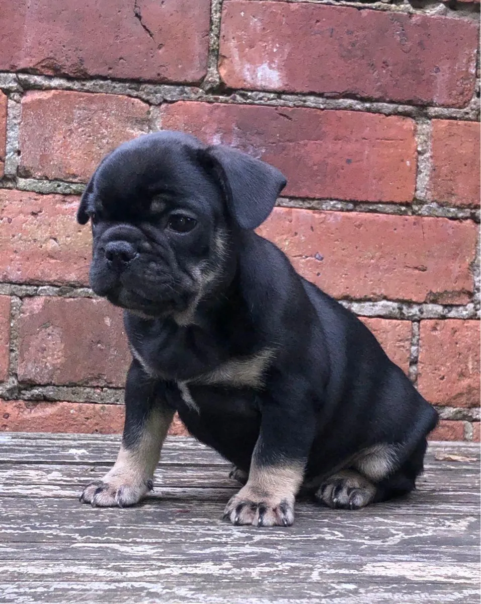 Chiots Bulldog Français bien entraînés