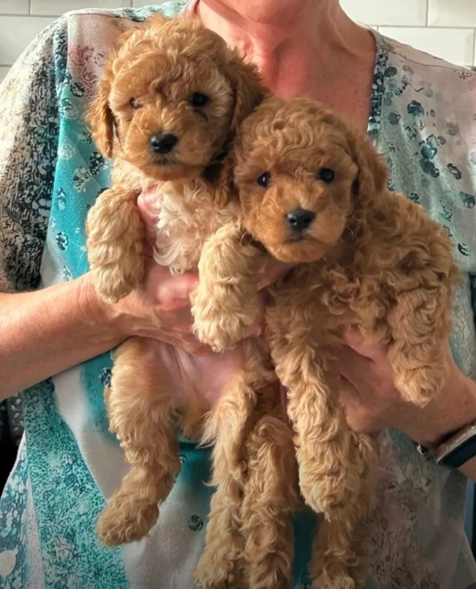 Deux chiots toy poodle en adoption