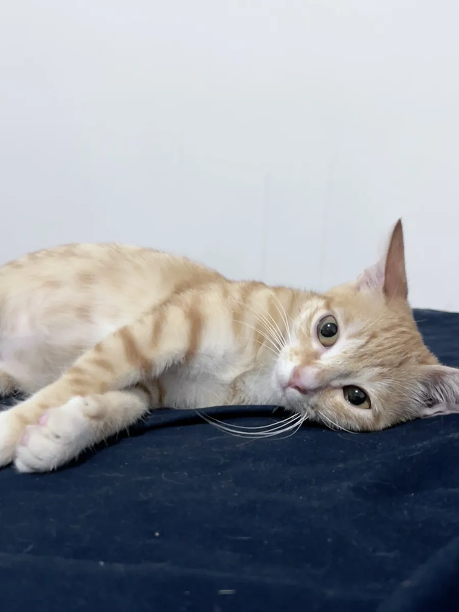Cute, affectionate little orange cat seeking adoption online