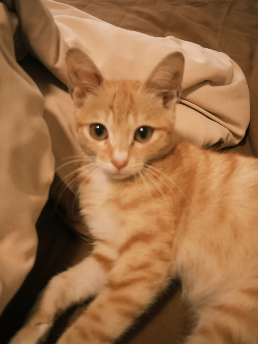 Cute, affectionate little orange cat seeking adoption online