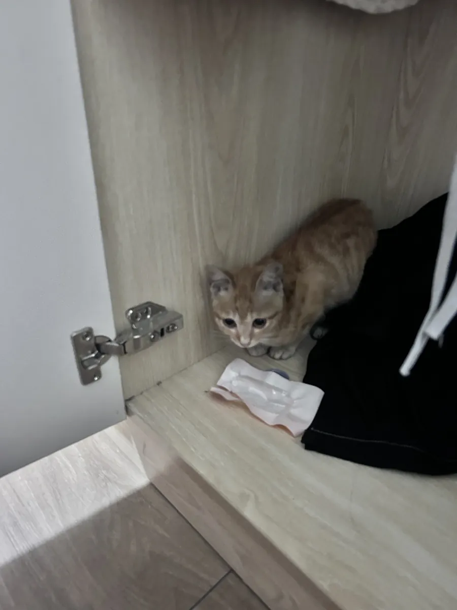 Cute, affectionate little orange cat seeking adoption online