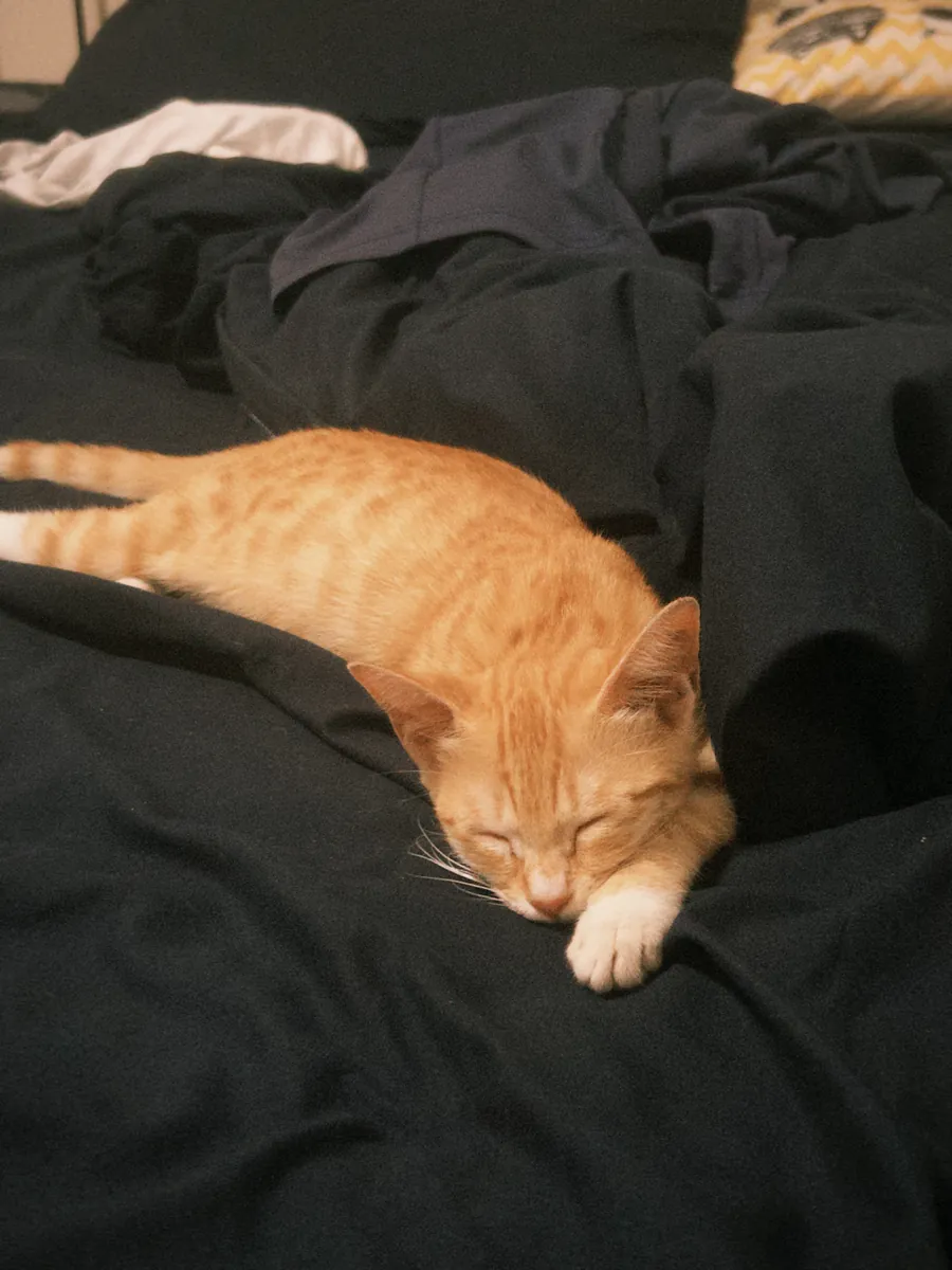 Cute, affectionate little orange cat seeking adoption online