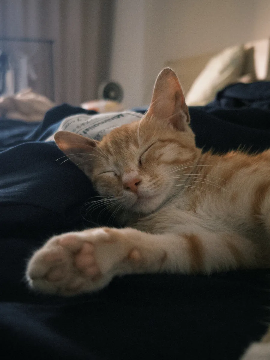 Cute, affectionate little orange cat seeking adoption online