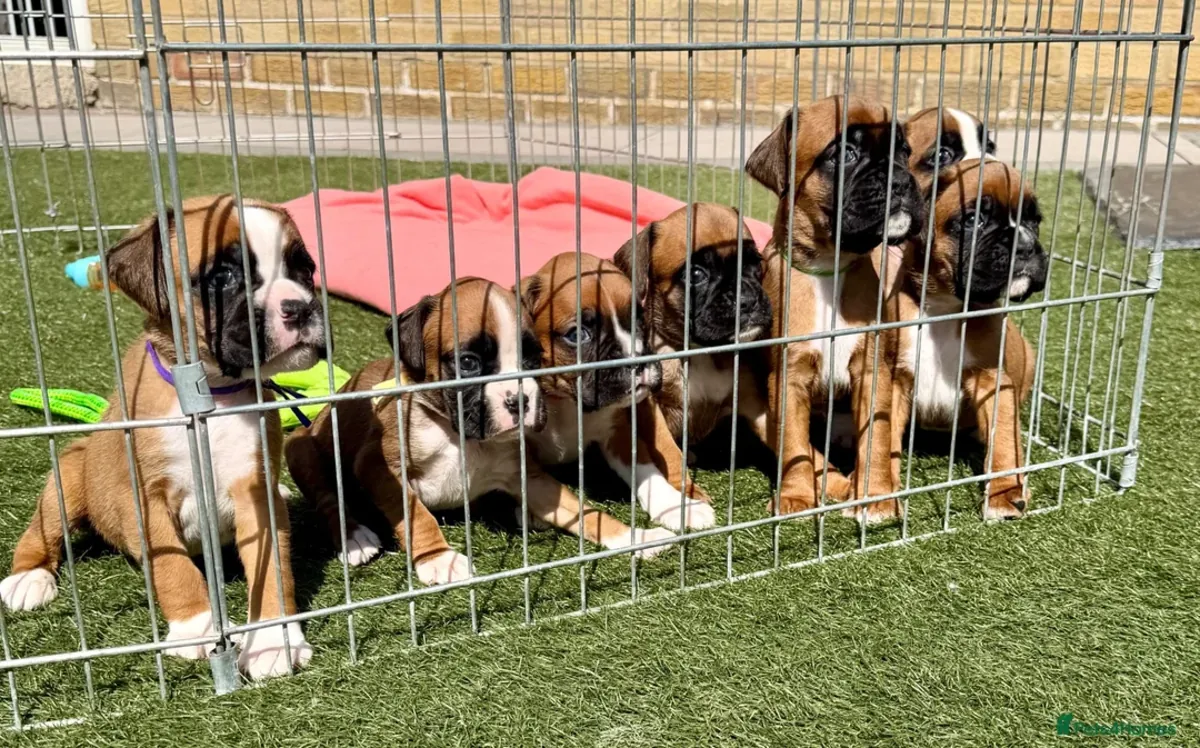可爱的拳师犬幼犬准备好进入充满爱的家庭 🐶 | WhatsApp: +34 632 000 221
