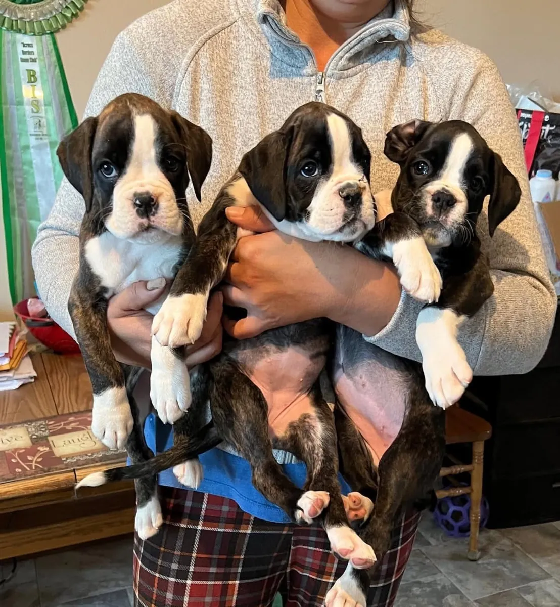 可爱的拳师犬幼犬准备好进入充满爱的家庭 🐶 | WhatsApp: +34 632 000 221