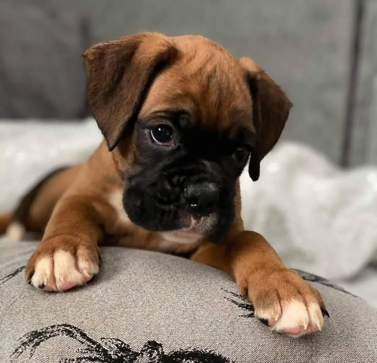 Chiots Boxer Adorables Cherchent une Famille Aimante 🐶❤️ | WhatsApp: +34 632 000 221