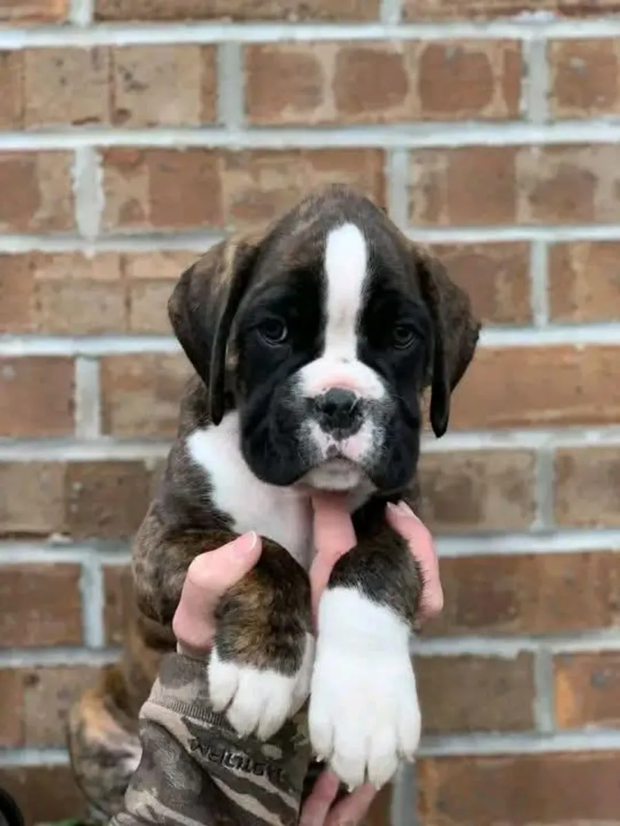 Hermosos Cachorros Bóxer Buscan un Hogar para Siempre