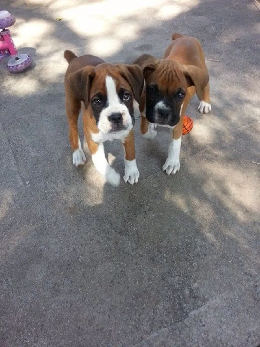 Charmants chiots Boxer prêts à rencontrer leur nouvelle famille 🐶❤️ | WhatsApp: +34 632 000 221