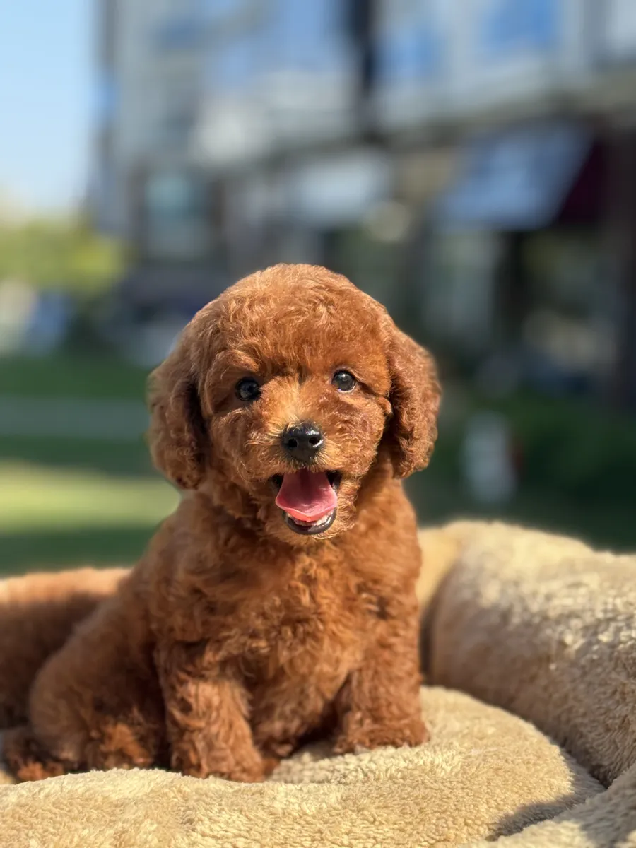 红棕色韩国贵宾犬小狗