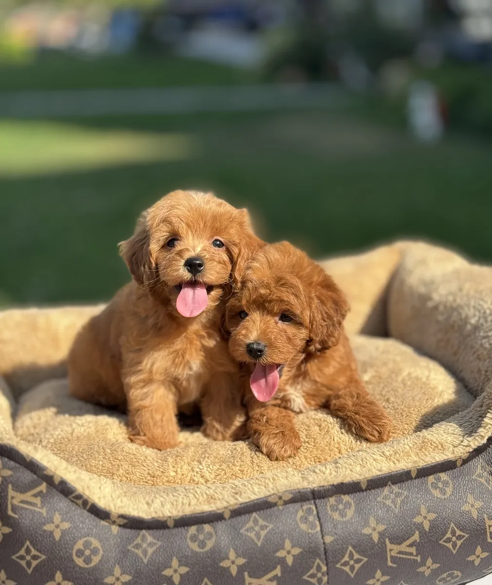 RACE DE DESIGN KORE SANG MALTIPOO BÉBÉS