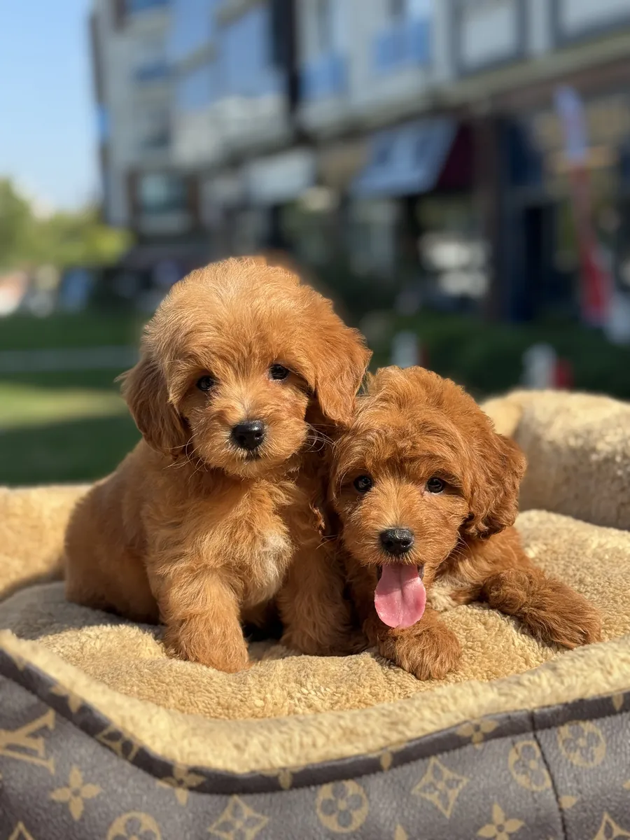 RACE DE DESIGN KORE SANG MALTIPOO BÉBÉS