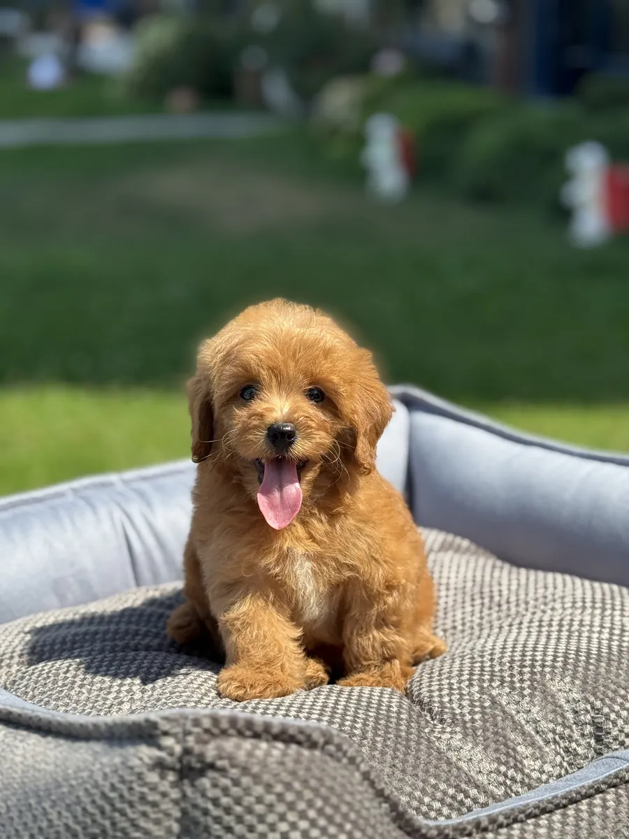 RACE DE DESIGN KORE SANG MALTIPOO BÉBÉS