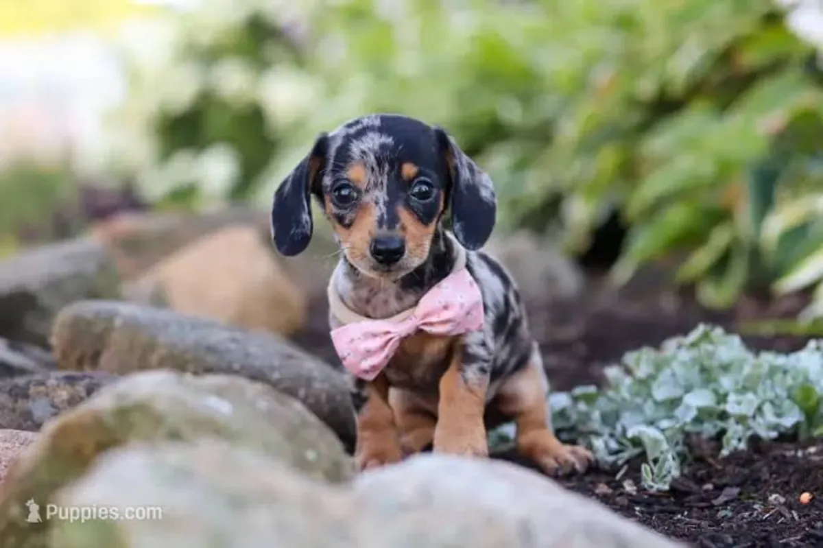 CHIOTS DACHSUND DE COULEUR EXOTIQUE SPÉCIALE DE NOTRE FERME
