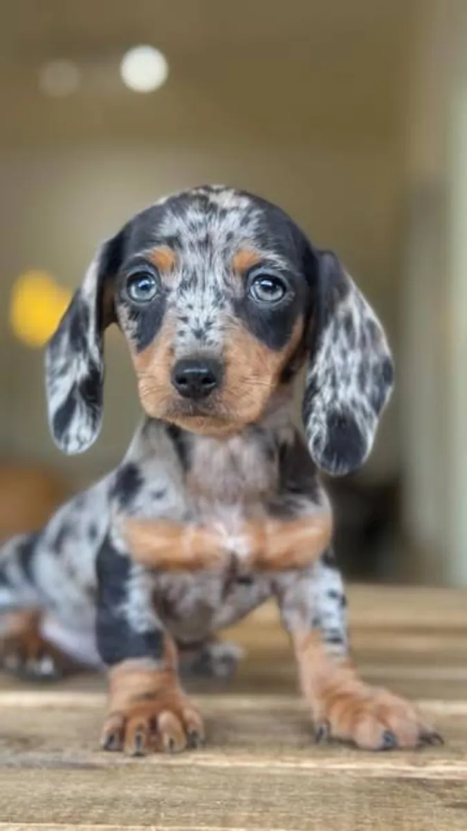 CHIOTS DACHSUND DE COULEUR EXOTIQUE SPÉCIALE DE NOTRE FERME