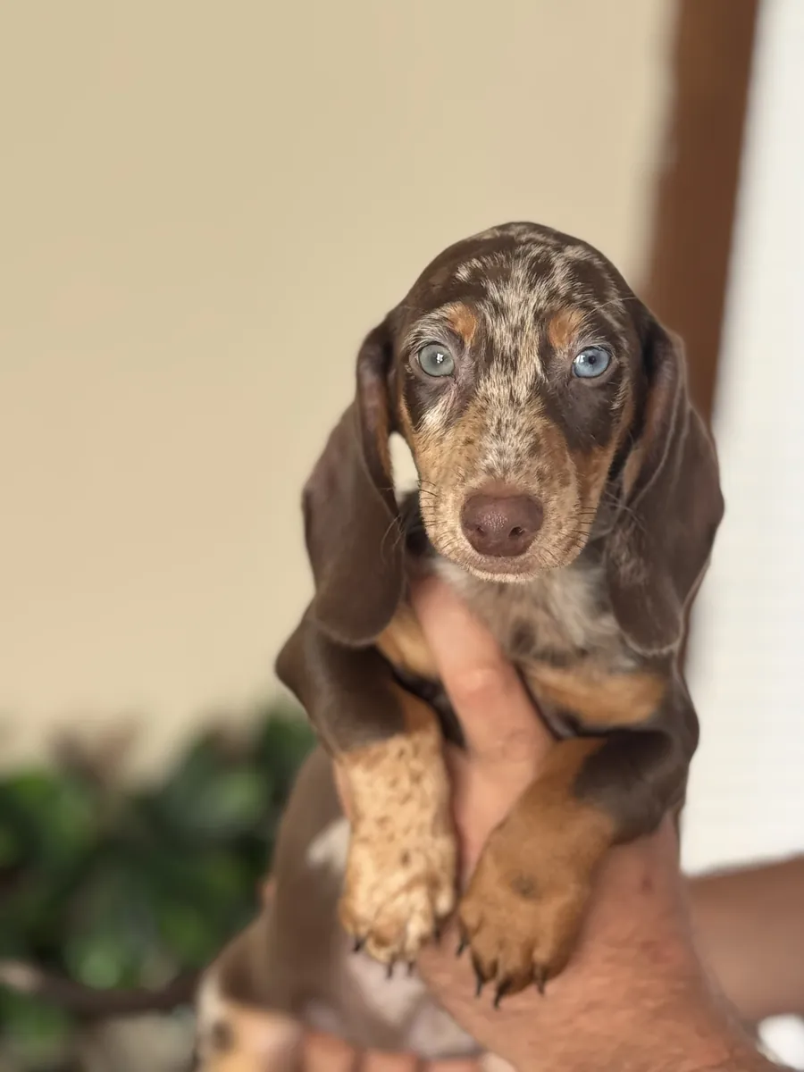 CHIOTS DACSHUND GARANTIS DE NOTRE FERME
