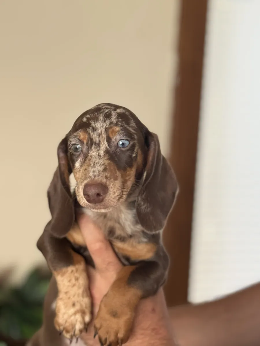 CHIOTS DACSHUND GARANTIS DE NOTRE FERME