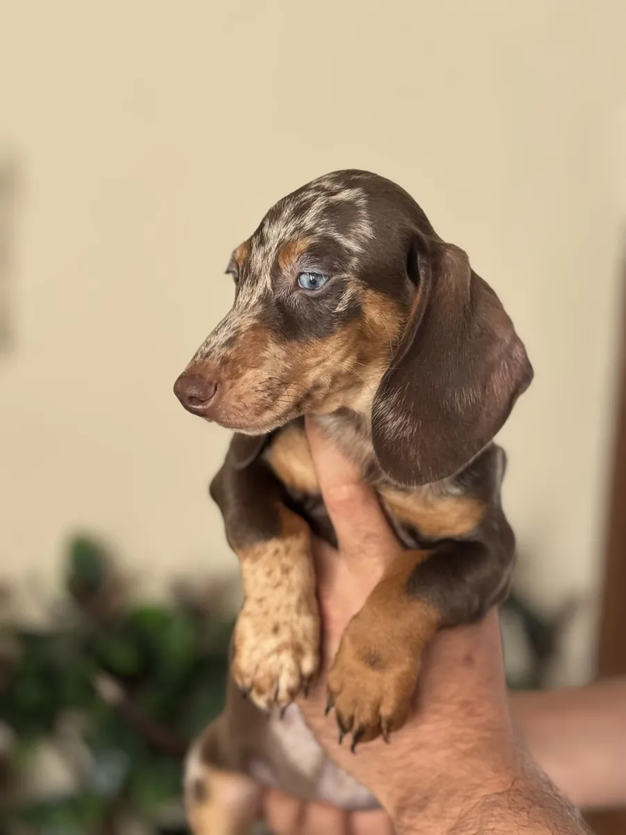 CHIOTS DACSHUND GARANTIS DE NOTRE FERME