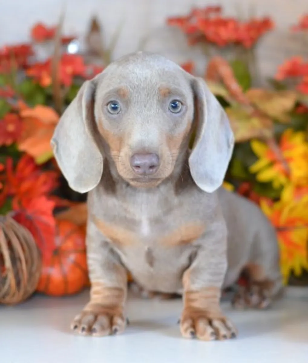 CHIOTS MINI DACSHUND PRÊTS À ÊTRE LIVRÉS DE NOTRE FERME