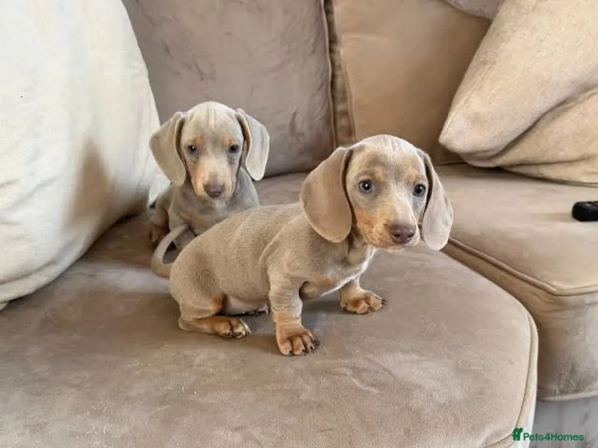 CHIOTS MINI DACSHUND PRÊTS À ÊTRE LIVRÉS DE NOTRE FERME
